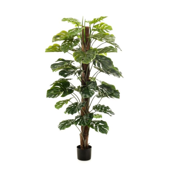 Gerviplanta Monstera Emerald 150cm