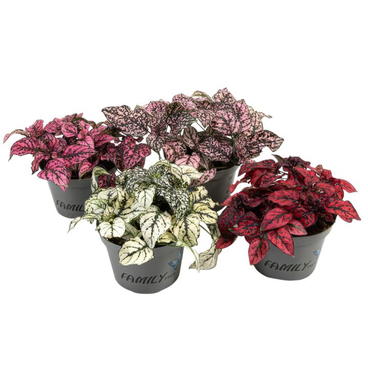 Freknulauf Hypoestes phyllostachya 11cm