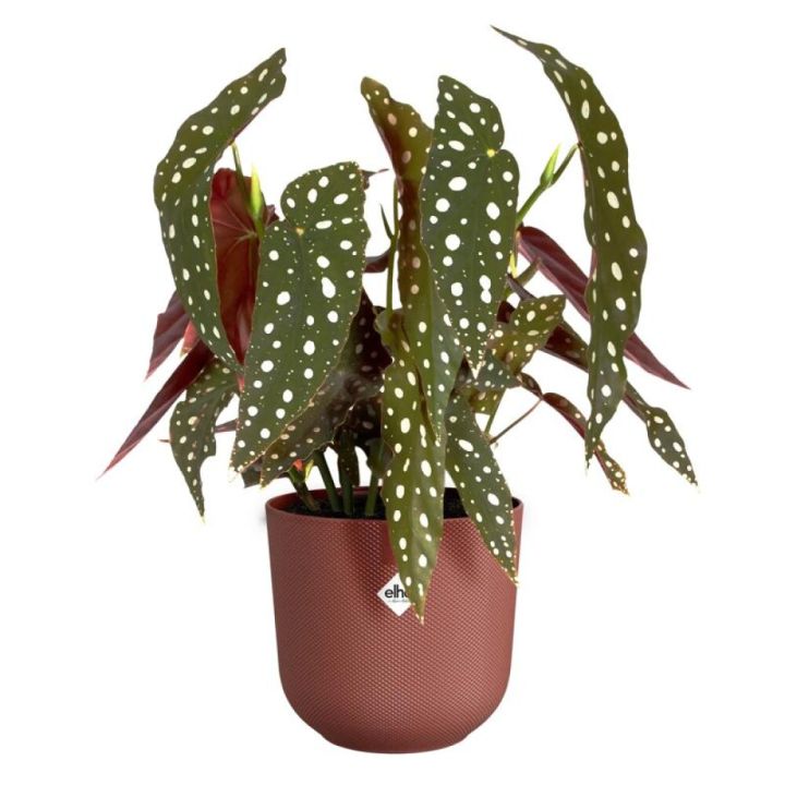Blómapottur Jazz Ø17 cm Elho rauður
