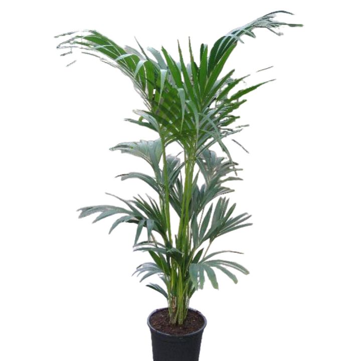 Kentíapálmi Howea forsteriana 27cm