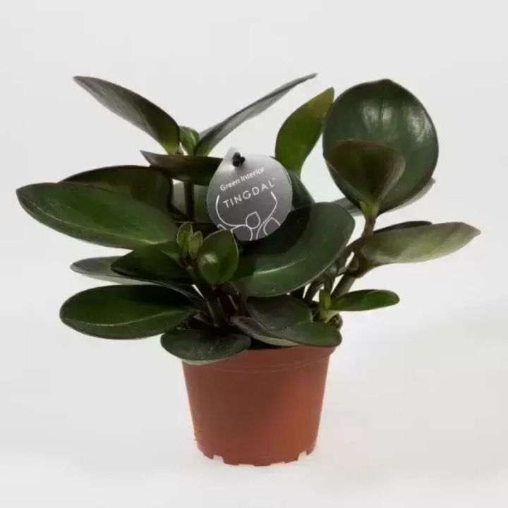 Piparskott Peperomia obtusifolia 12cm