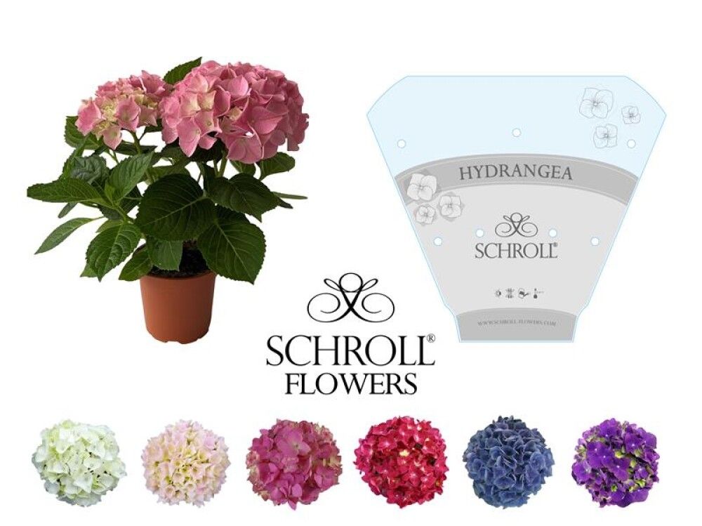 Hortensía 2-2,5 grein Hydrangea 13cm Margir litir