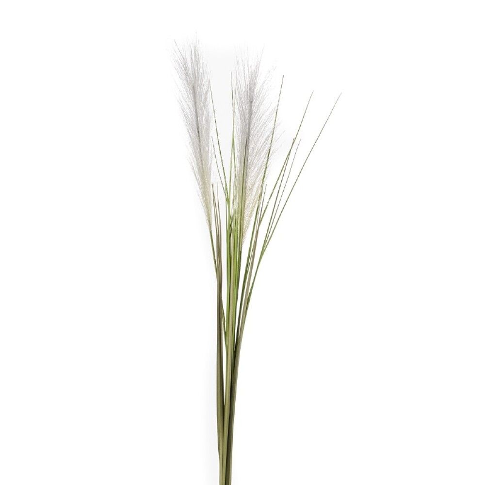 Gerviplanta gras Cortaderia Emerald 95cm