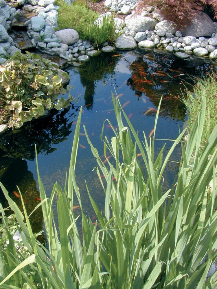 Tjarnadúkur PVC 2mx0.5mm verð per meter