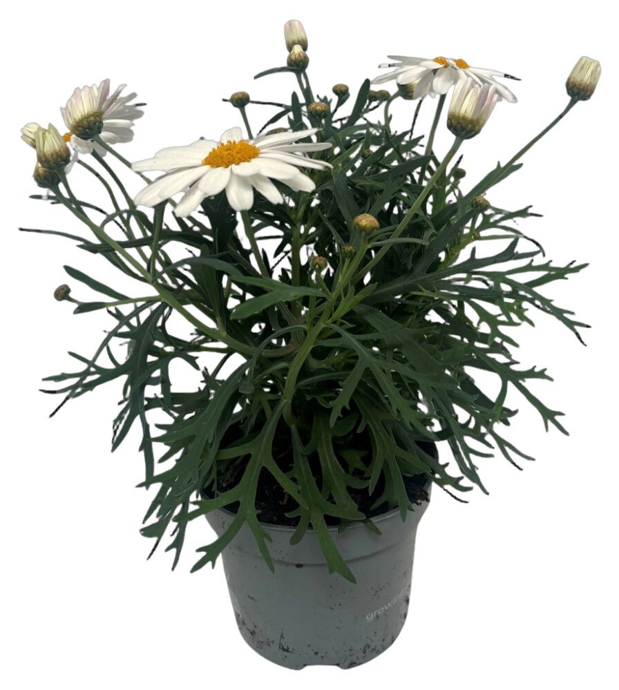 Krysantemum Chrysanthemum Frutescens 11cm