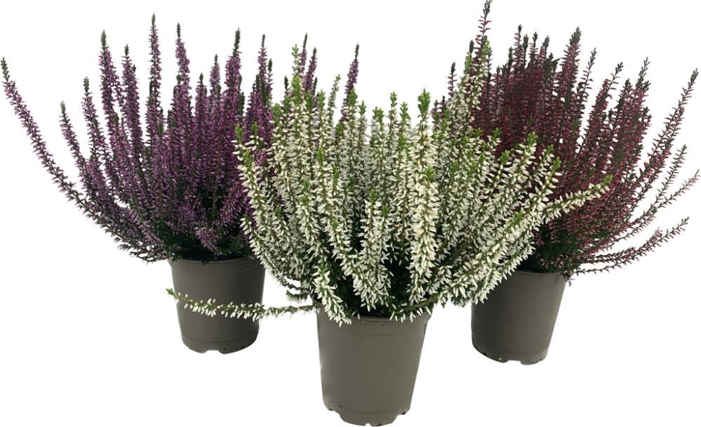 Beitilyng Calluna Vulgaris 11cm Garden Girls