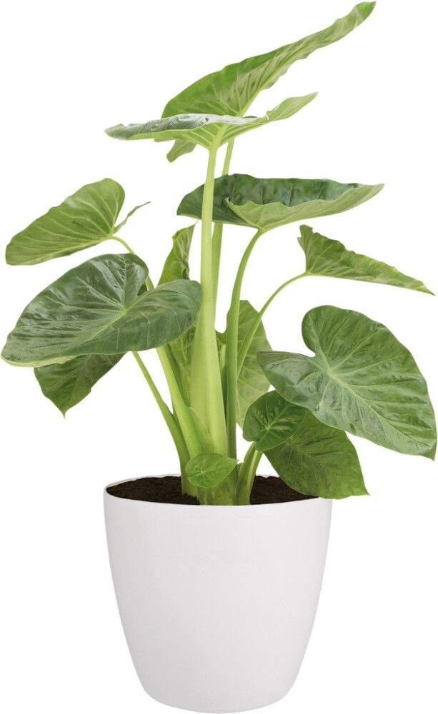 Blómapottur á hjólum Brussels Ø47cm hvítur