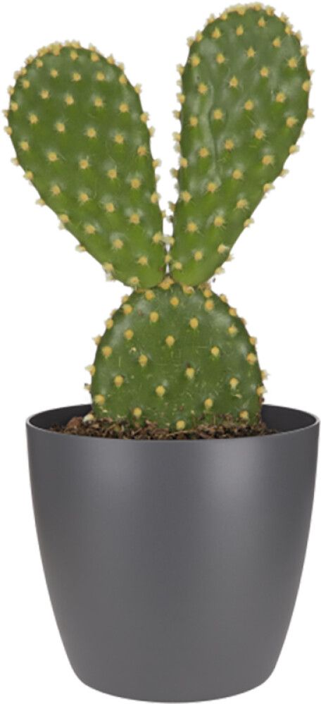 Blómapottur Brussels Round Mini Ø7cm dökkgrár