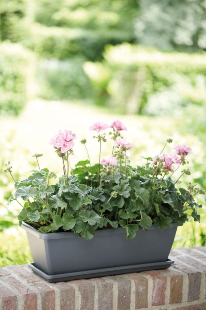 Svalapottur Barcelona 50cm grár