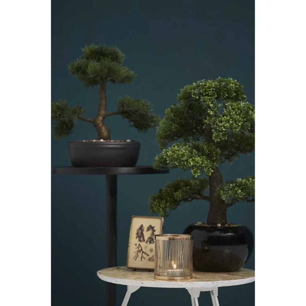 Gerviplanta bonsai tré Cedar Emerald 35cm