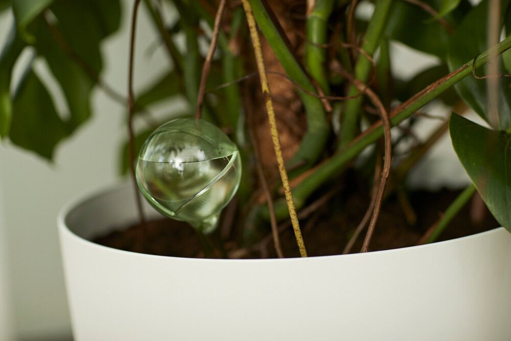 Sjálfvökvari fyrir mold 2stk Aquacare 350ml Elho lime