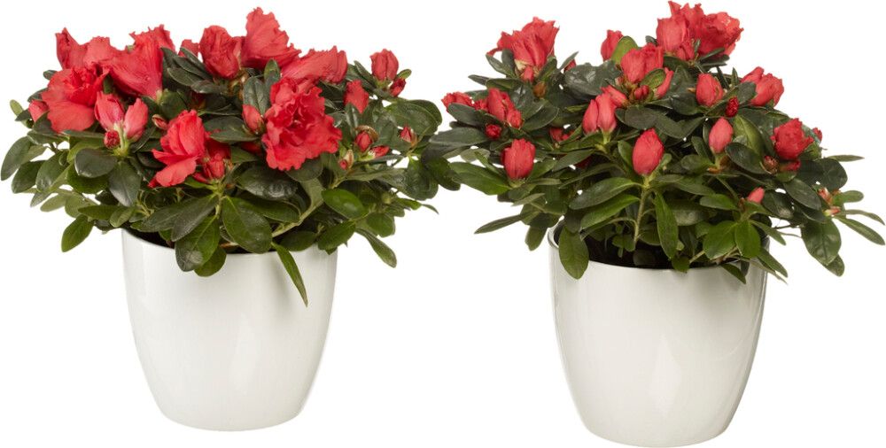 Blómapottur Basel hvítur Ø13cm Soendgen Keramik