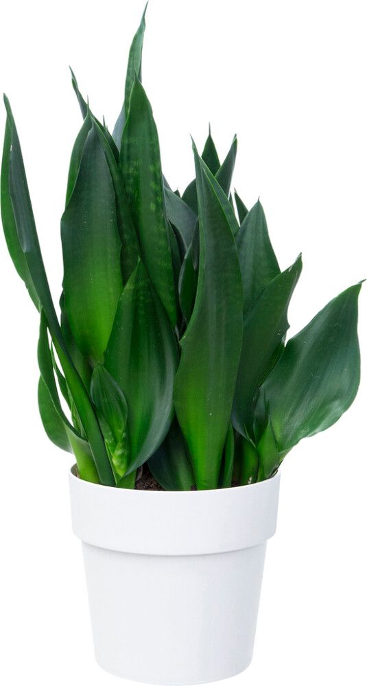 Blómapottur B.for Orginal Ø35 cm Elho hvítur