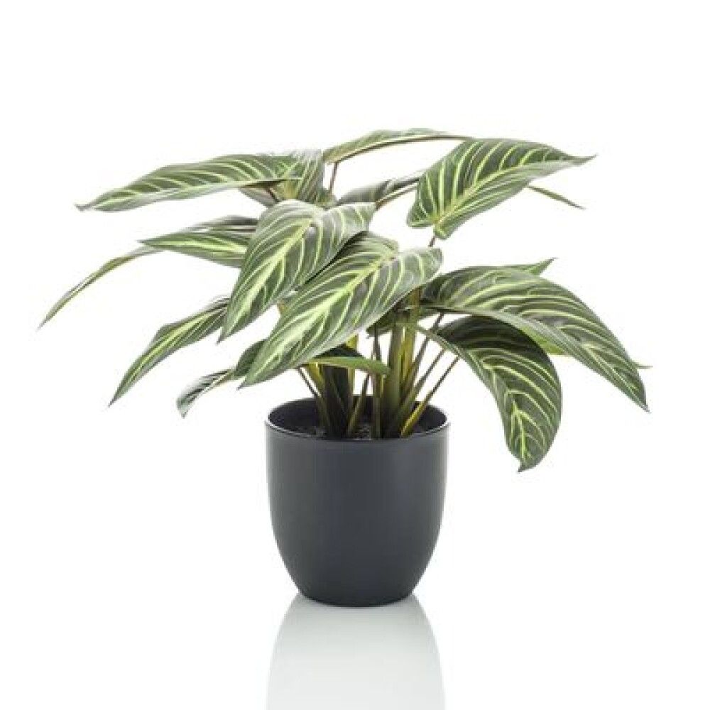 Gerviplanta Skellinöðrufjöður Calathea 38cm í potti