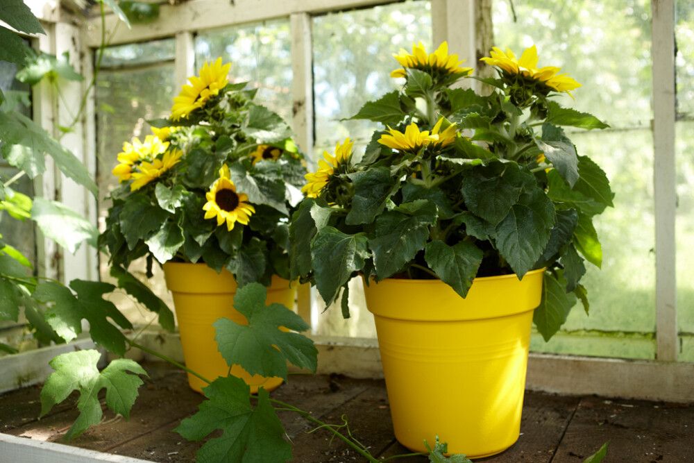 Blómapottur Green basic Ø30cm Elho terracotta