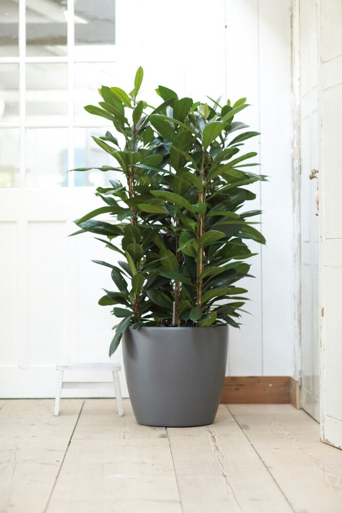 Blómapottur á hjólum Brussels Ø47cm grár