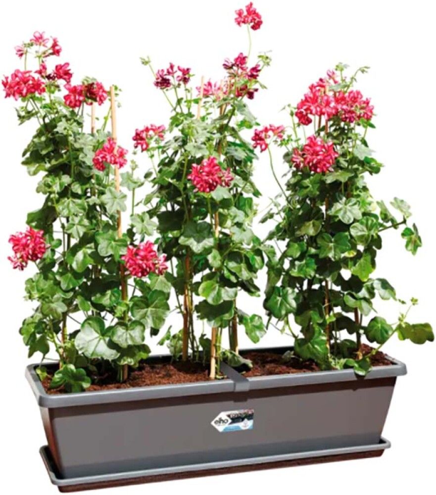 Svalapottur Barcelona XL 59cm dökkgrár