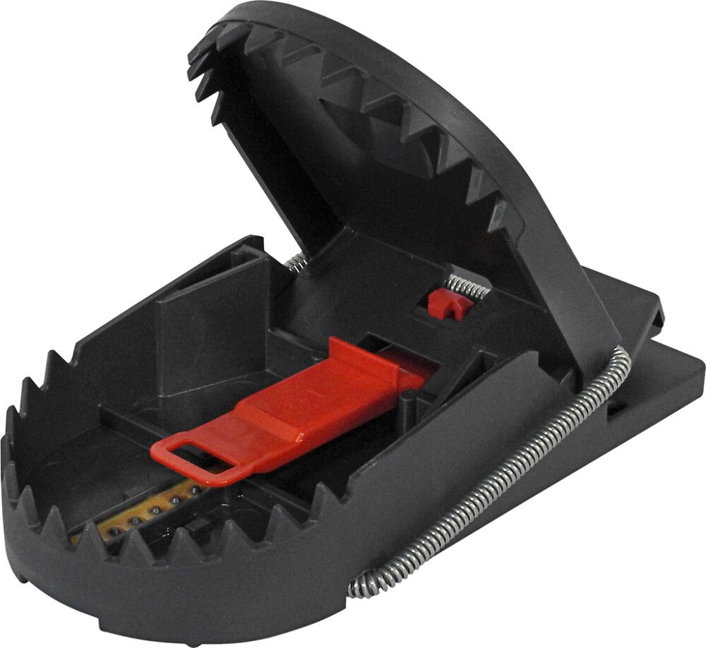 Rottugildra Pro Swissinno