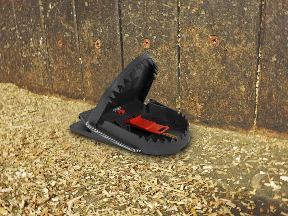 Rottugildra Pro Swissinno