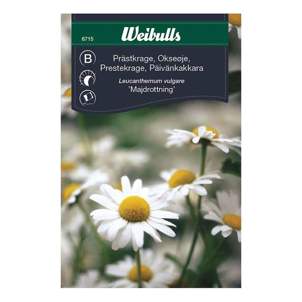 Prestafífill fræ Weibulls Leucanthemum vulgare