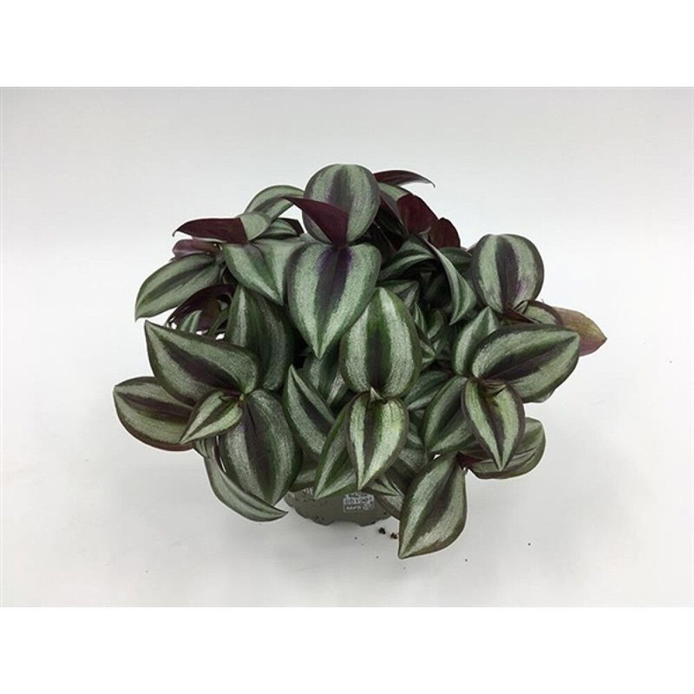 Skeiðarblóm Tradescantia albiflora 'Dark Green' 10cm