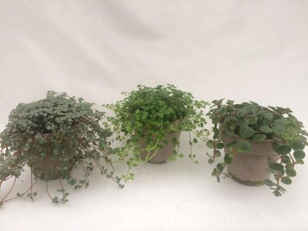 Skeiðarblóm Tradescantia albiflora 'Dark Green' 10cm