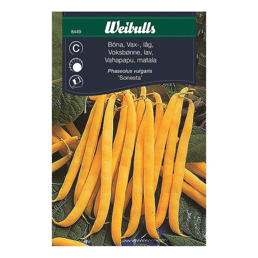 Strengjabaunir 'Sonesta' fræ Weibulls Phaseolus vulgaris