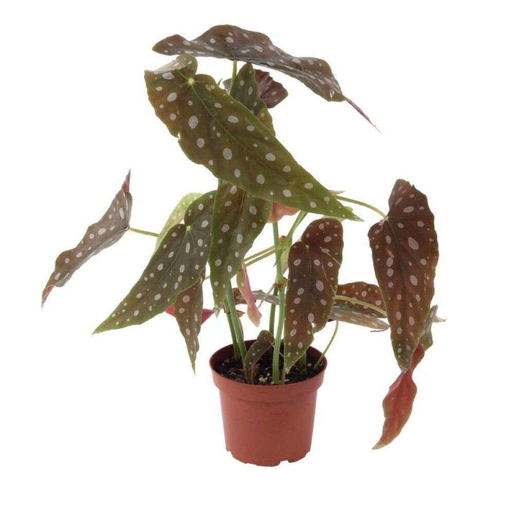 Begónía Begonia Maculata 12cm