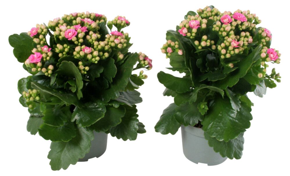 Kóraltoppur Kalanchoe 10,5cm