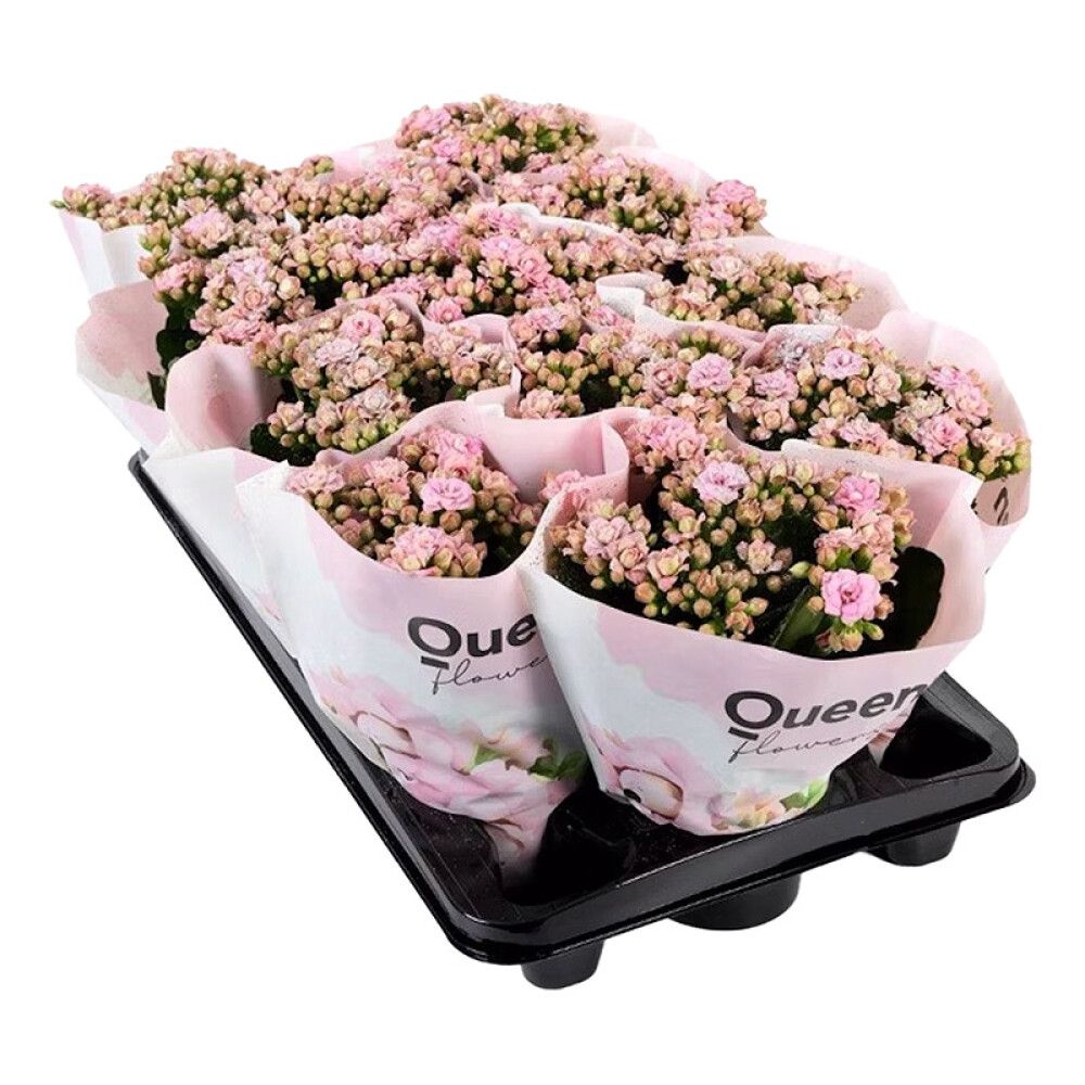 Kóraltoppur Kalanchoe 10,5cm