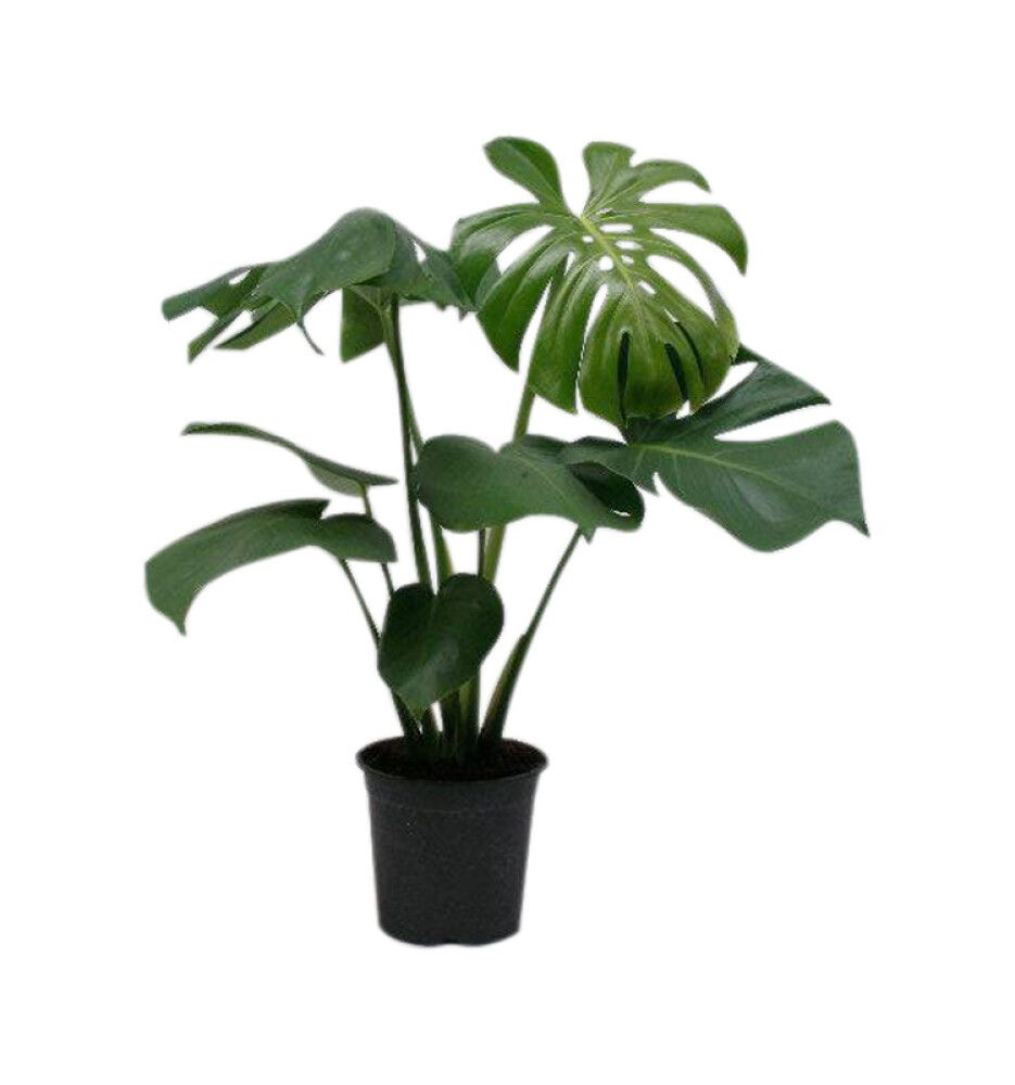 Rifblaðka Monstera deliciosa 21cm