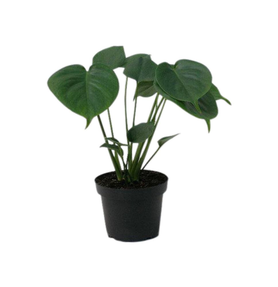Rifblaðka Monstera 12cm