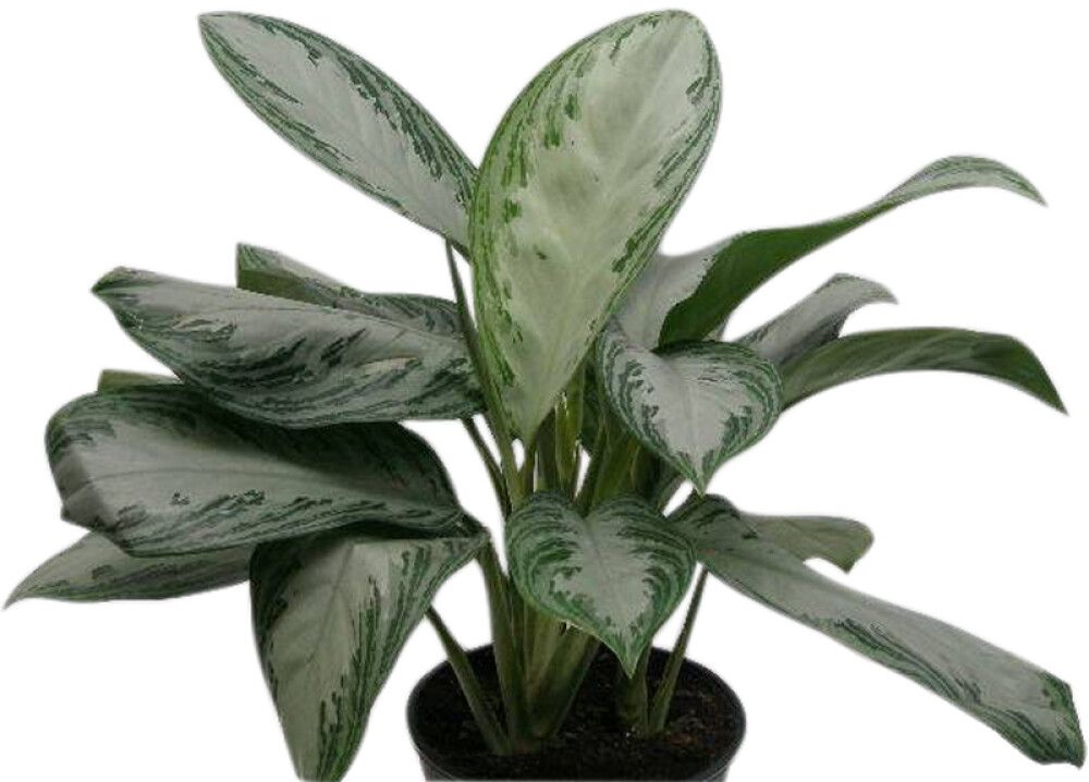 Sjómannsgleði Aglaonema Commutatum 21cm