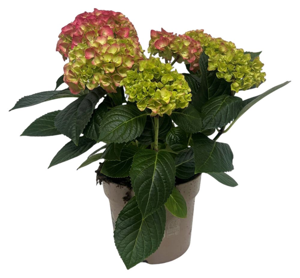 Hortensía Hydrangea 21cm Bleik