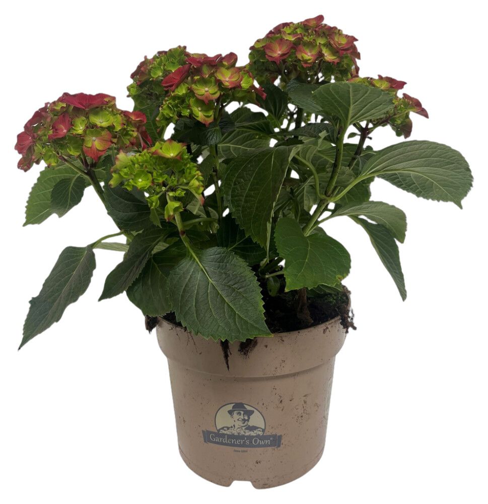 Hortensía Hydrangea 21cm Rauð