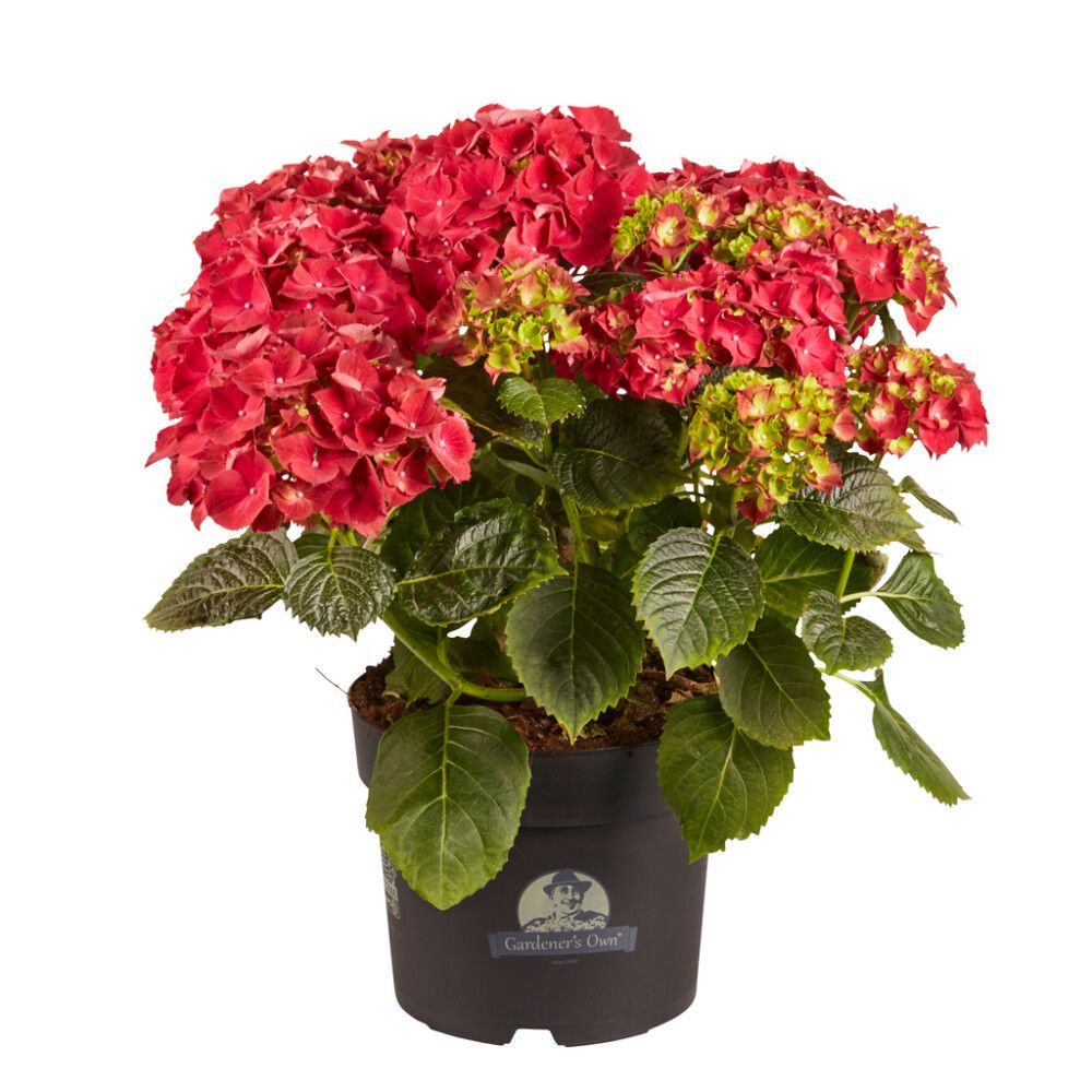 Hortensía Hydrangea 21cm Rauð