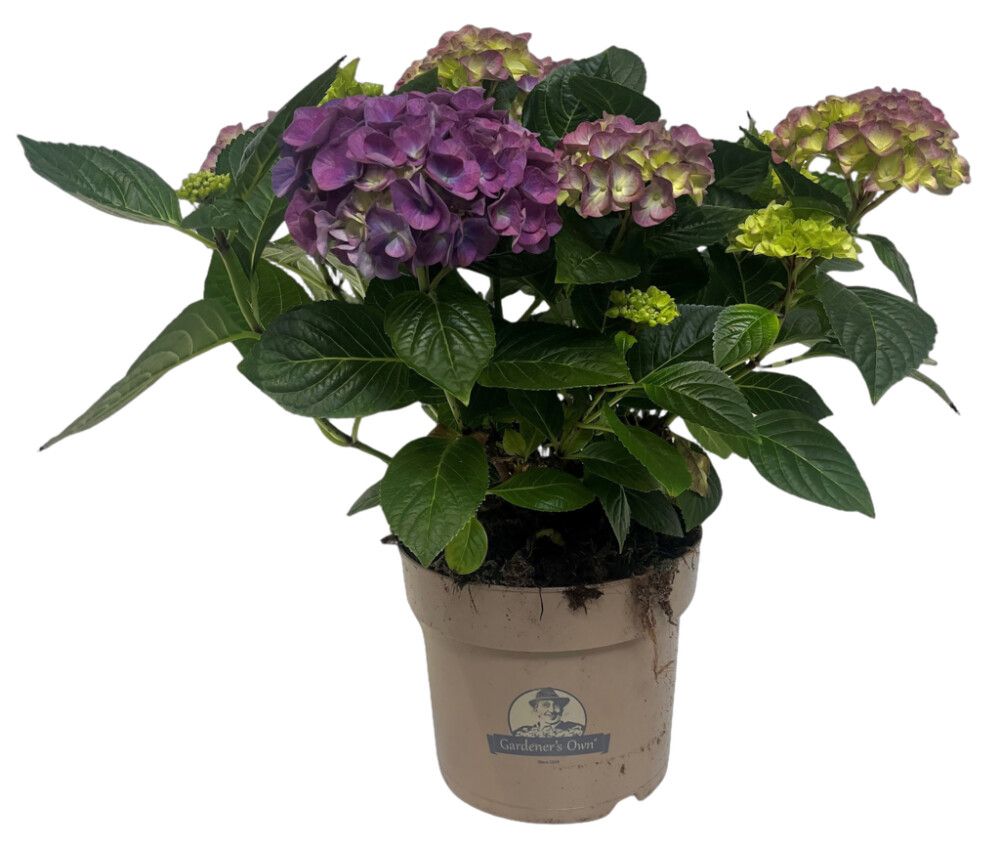 Hortensía Hydrangea 21cm blá
