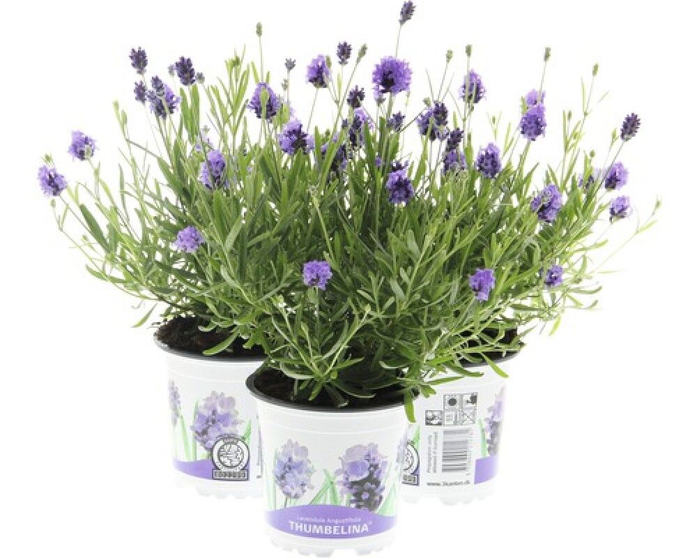 Lofnarblóm Lavandula 11cm 