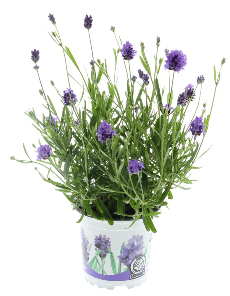 Lofnarblóm Lavandula 11cm 