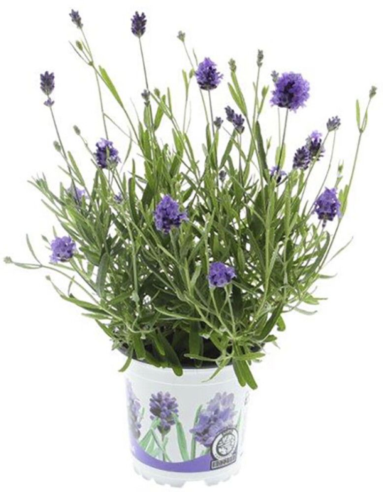 Lofnarblóm Lavandula 11cm 