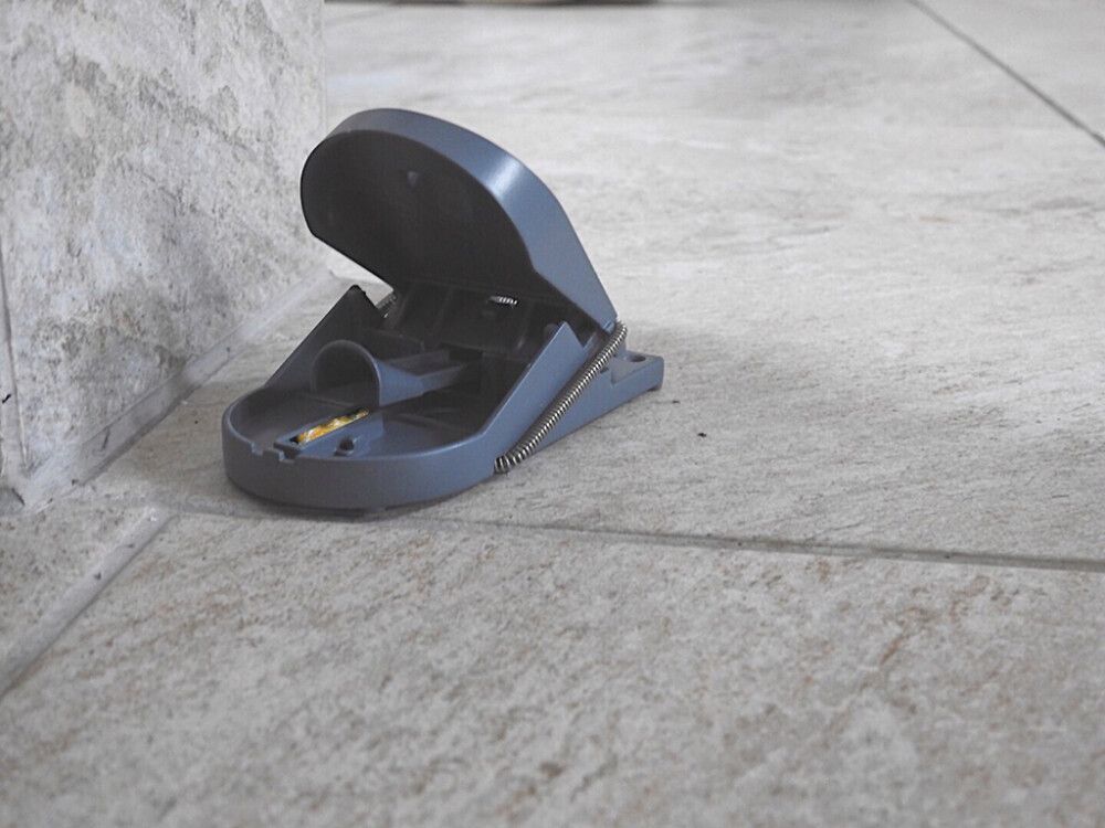 Músagildra Pro 2stk Swissinno