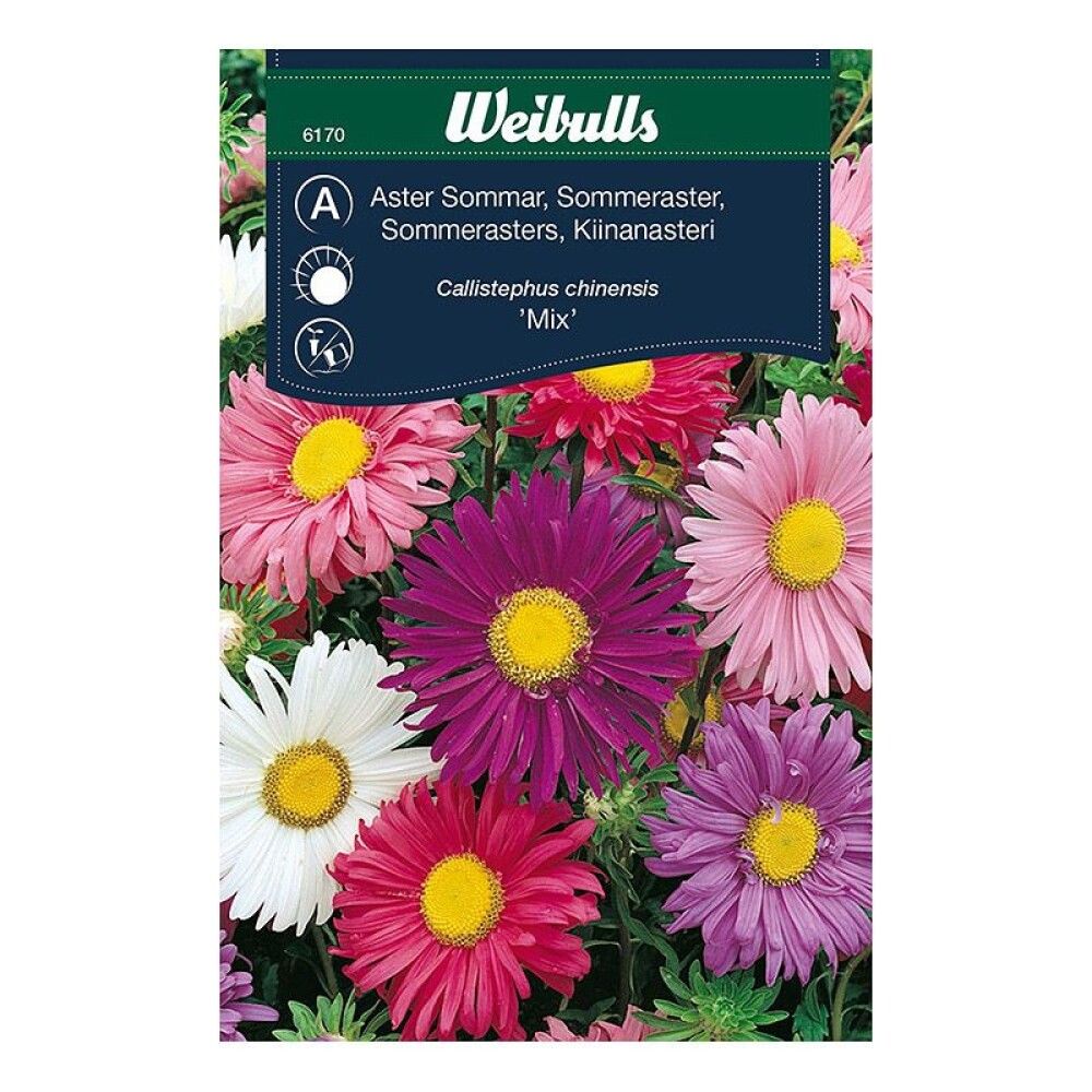 Sumarstjarna blönduð fræ Weibulls Callistephus chinensis