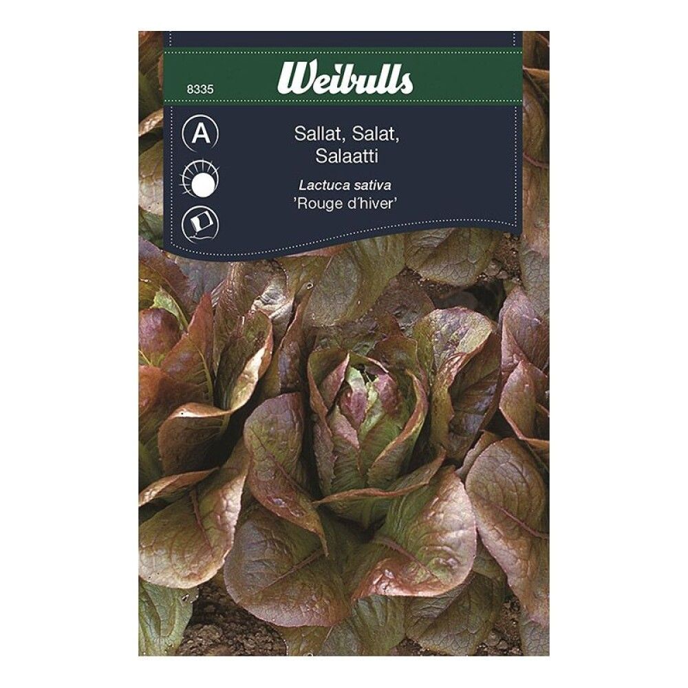Salat fræ Weibulls Lactuca sativa