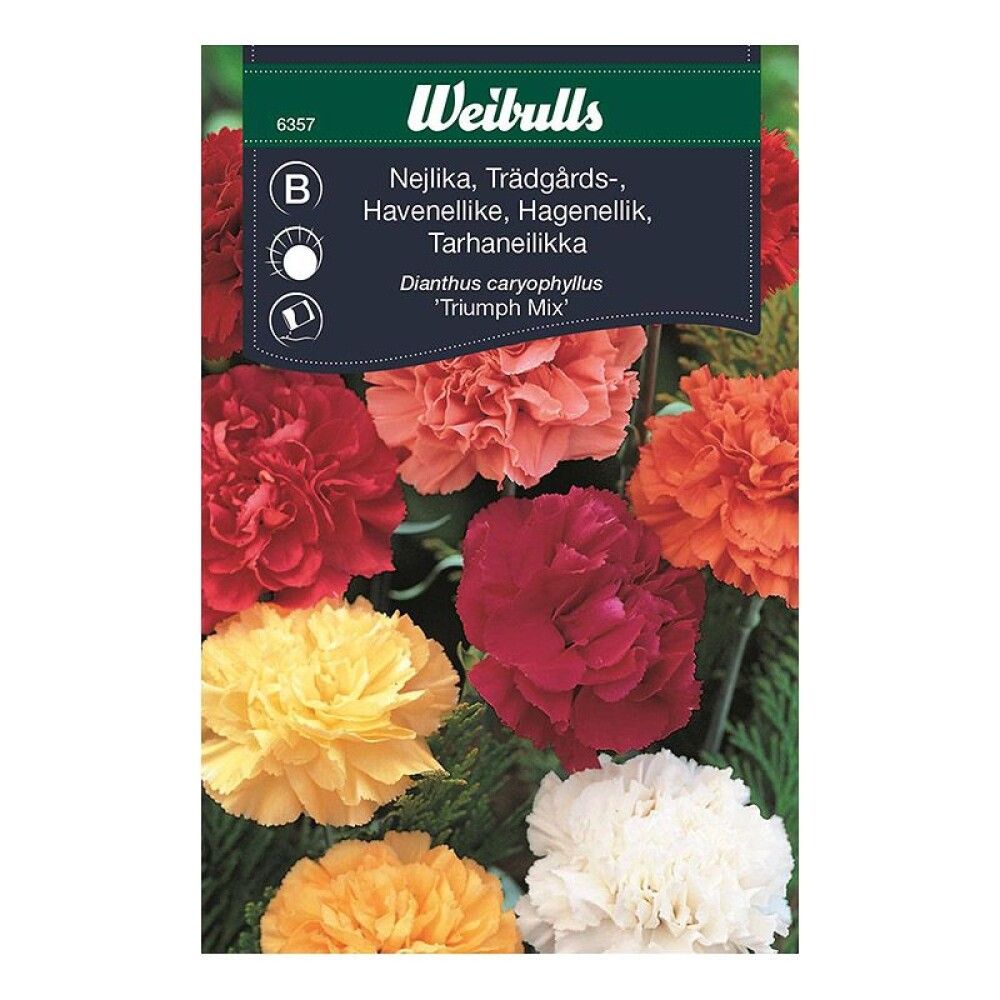 Nellikur blönduð fræ Weibulls Dianthus caryophyllus
