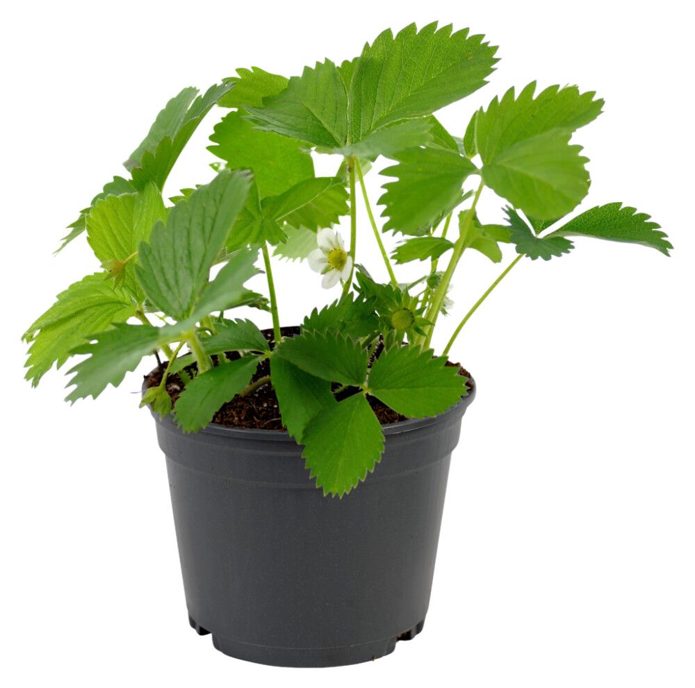 Jarðaberjaplanta Fragaria 10,5cm