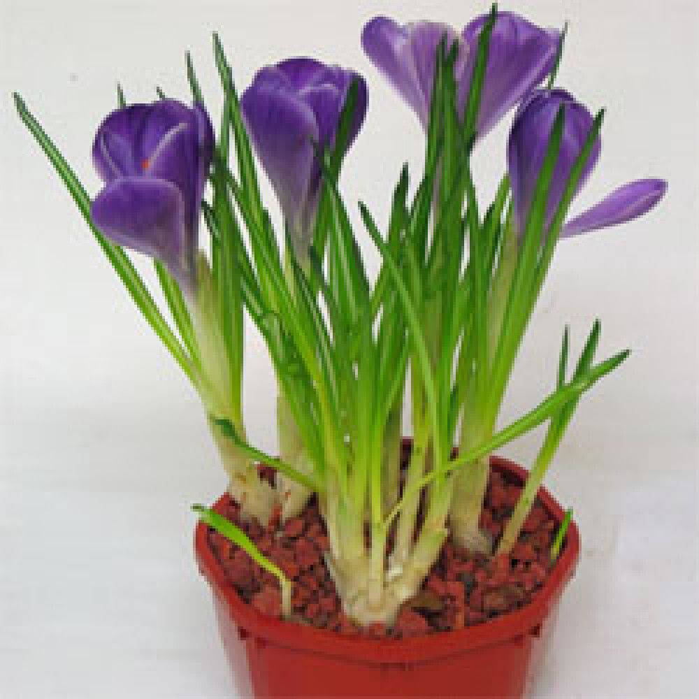 Krókus Crocus 9cm blá