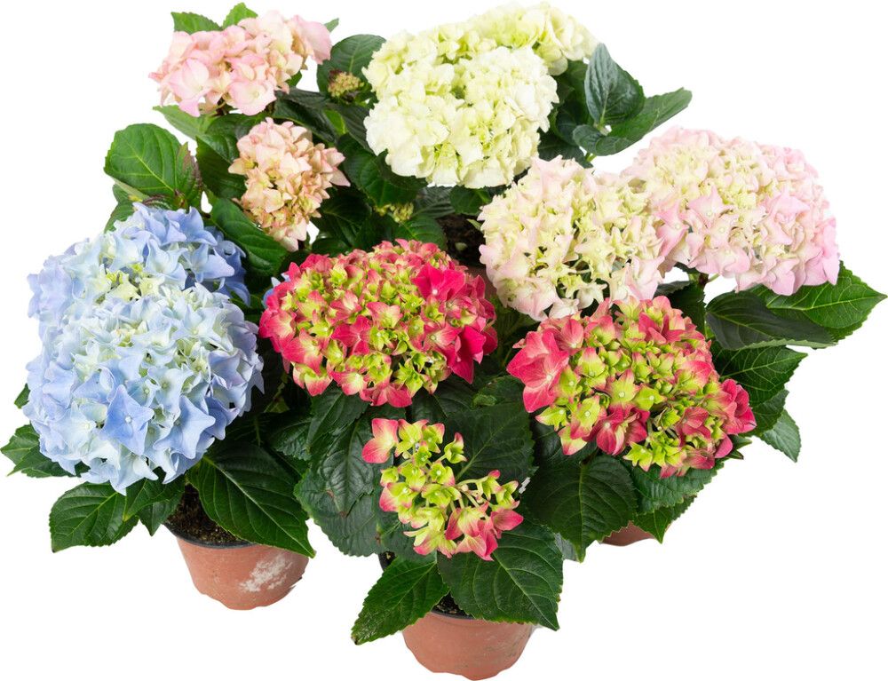 Hortensía 3-4 greinar Hydrangea 10,5cm margir litir