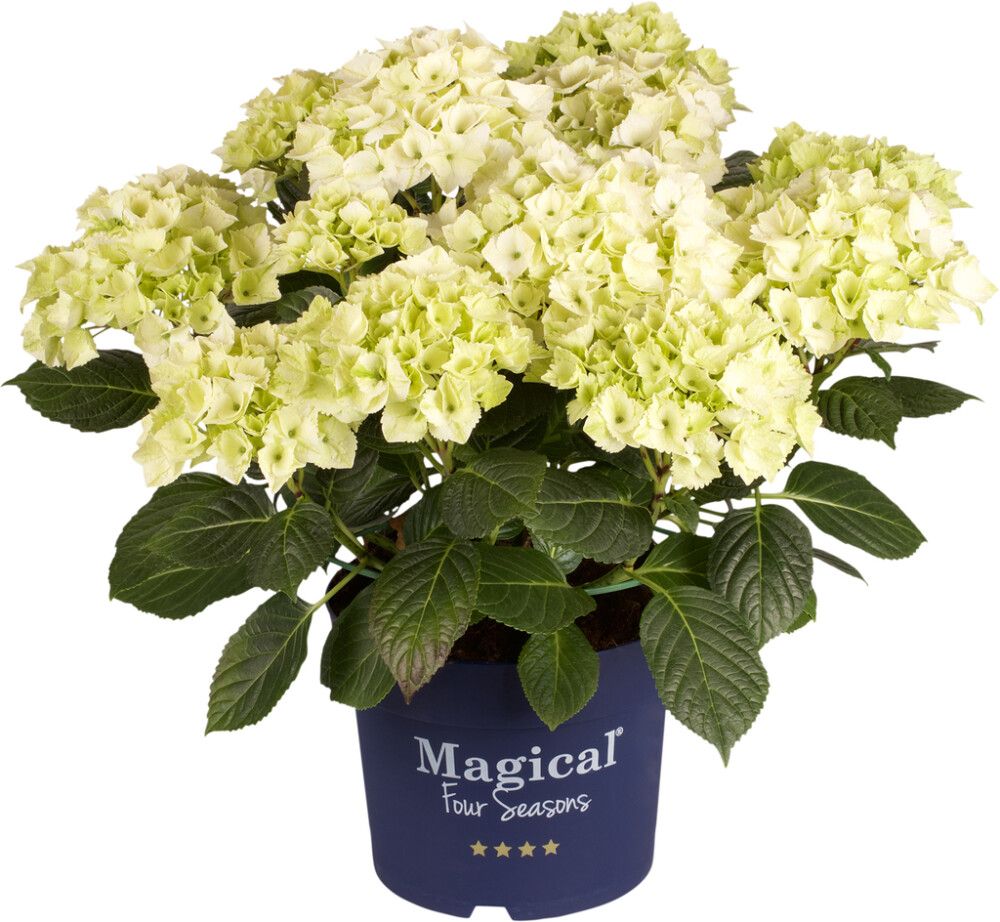 Hortensía Hydrangea 23cm Magical