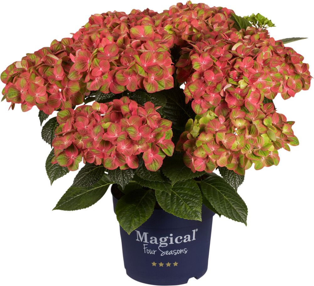 Hortensía Hydrangea 23cm Magical