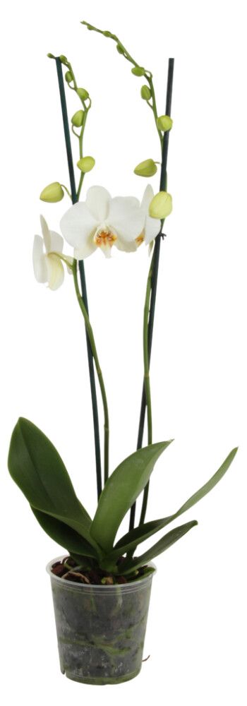 Orkidea 2 greinar Phalaenopsis 10,5cm hvít